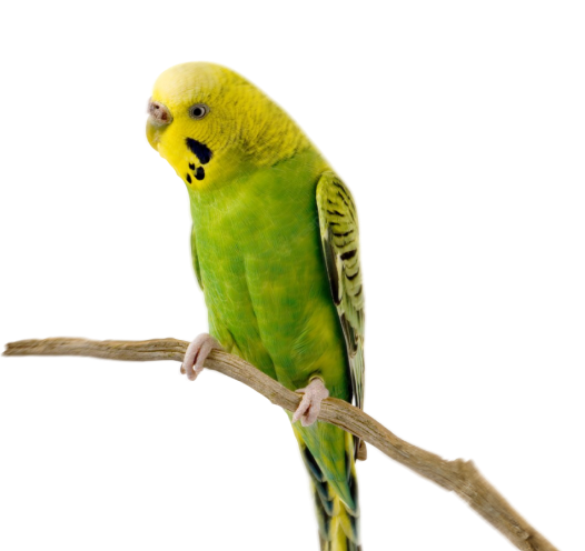 Наша работа – о ваших питомцах забота!