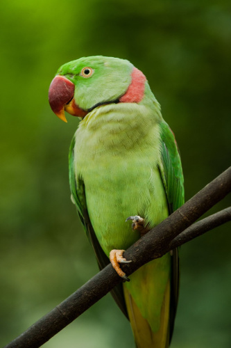 1681300781_animals-pibig-info-p-aleksandriiskii-ozherelovii-popugai-zhivot-8