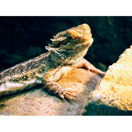Бородатая Агама 50 000