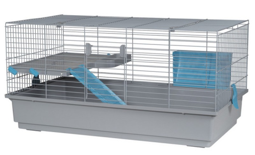 ZHIVOI MIR DAYANG R5