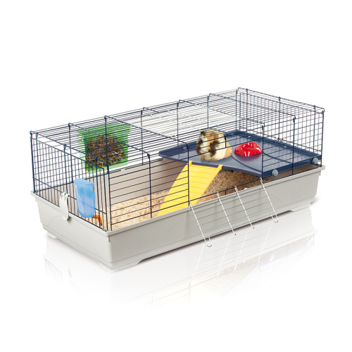 ZHIVOI MIR DAYANG R6