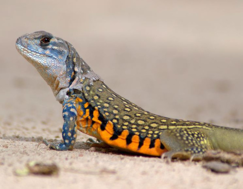 Агама бабочка 100 000