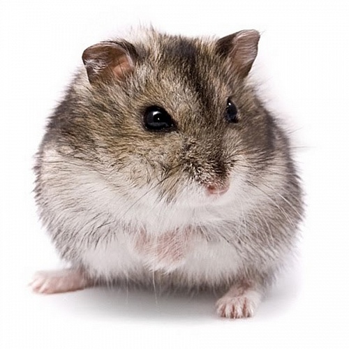 джунгарский хомяк