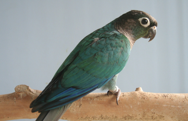 Пиррура синяя