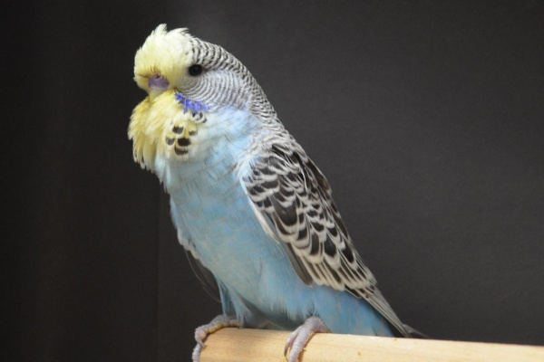 Волнистый выставочный попугай