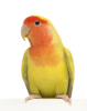 rosy-faced-agapornis-roseicollis-also-known-as-the-PYXBCPV (1)