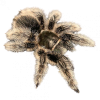 Nicaragua-600x600-product_thumb