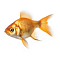 Рыбки