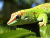 Gecko_-_Flickr_-_Andrea_Westmoreland